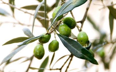 The Sign of the Olive