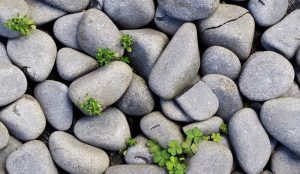 grass-rock-cobblestone-wall-green-pebble-1038768-pxhere.com_-1-300x174.jpg
