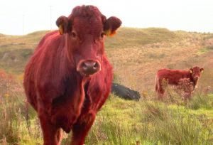 red-cow-300x204.jpg