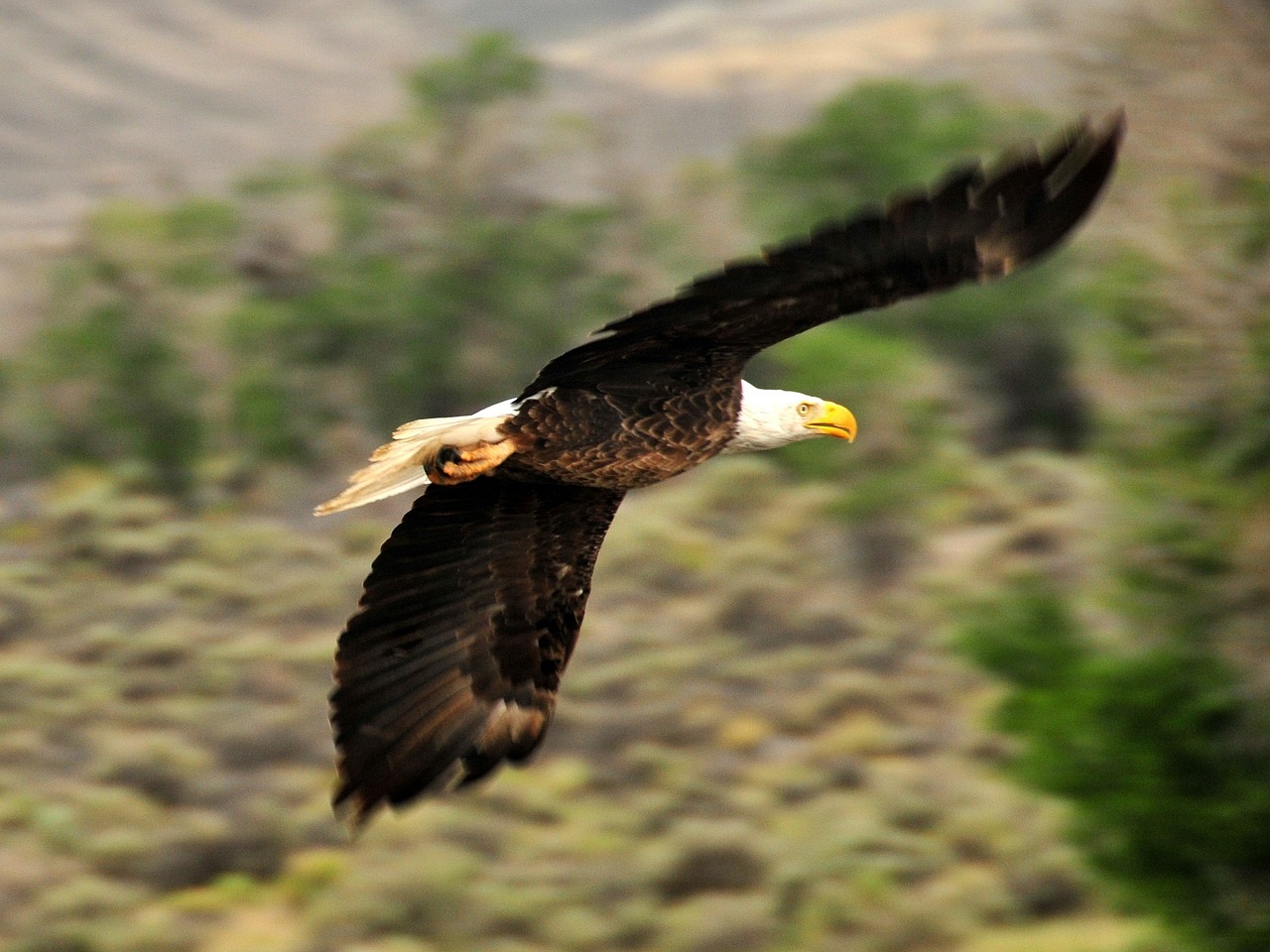 how-to-soar-on-wings-like-eagles-isaiah-40-31-endofthematter