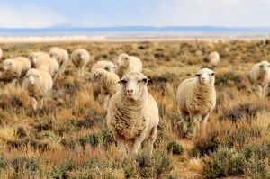 Don’t Follow the Herd