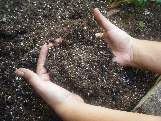 Hands sifting through soil