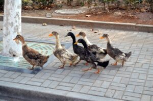 Follow the Leader