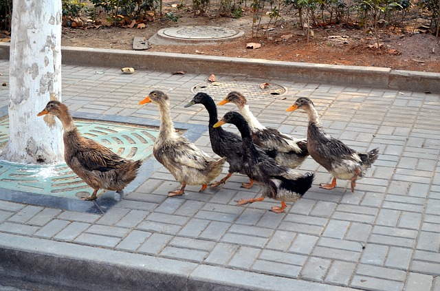 Follow the Leader