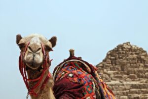 Egyptian Amnesia