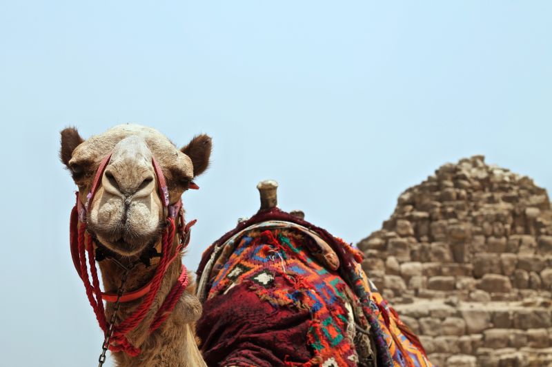 Egyptian Amnesia