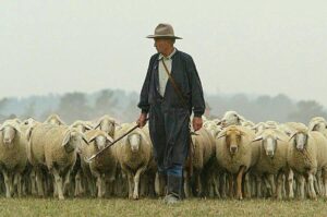 To Shepherd the World