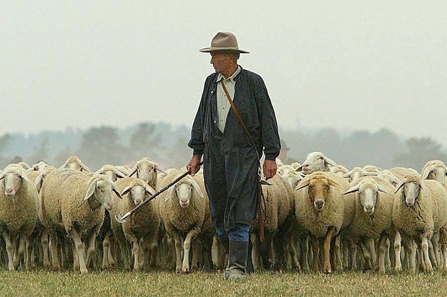 To Shepherd the World