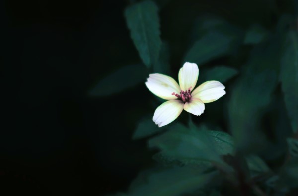 Believe in the Goodness
